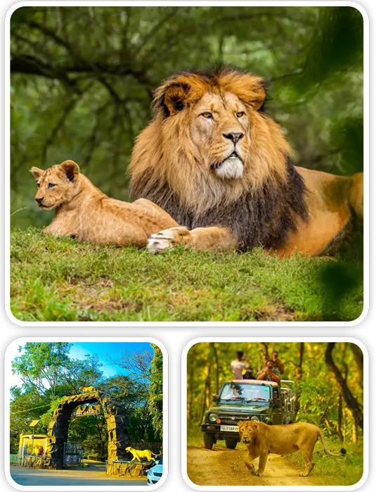 Gir Jeep Safari