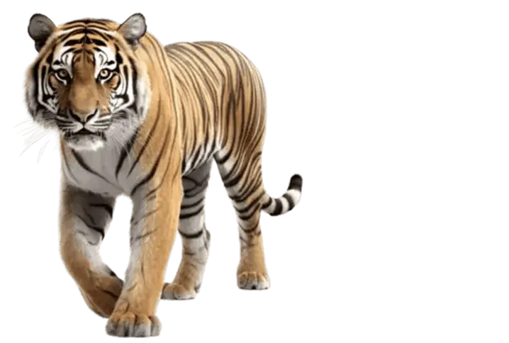 Gir National Park